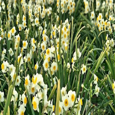 400 هکتار زمین برای توسعه گلخانه‌ها در ایلام شناسایی شد