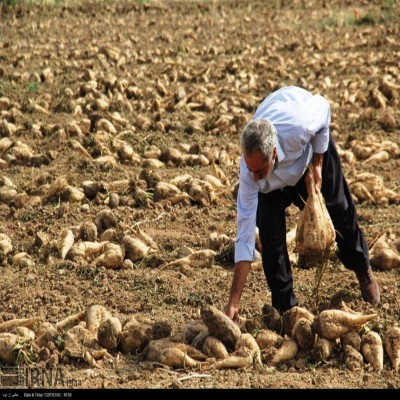 کشاورز قصرشیرینی با برداشت 153 تن چغندرقند از هر هکتار نمونه کشوری شد