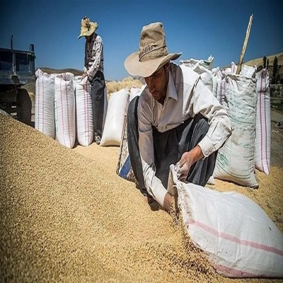 واریز 94 درصدی بهای گندم به حساب کشاورزان کردستانی