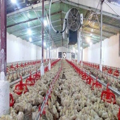 رشد 11 درصدی جوجه‌ریزی در کردستان