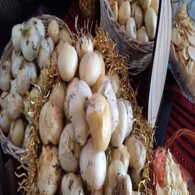 آفت و نبود صنایع فرآوری، مهم‌ترین مشکل سیر شهرستان بهار