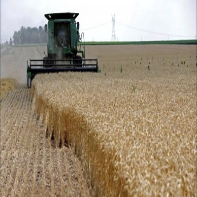 95 درصد مطالبات گندم‌کاران استان مرکزی پرداخت شد