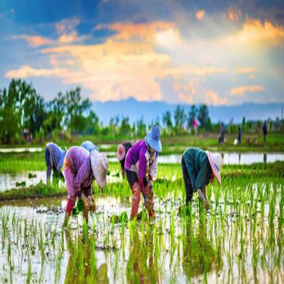 کشاورزان ایرانی مکانیسم ماشه را بی‌اثر می‌کنند