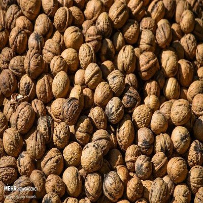 1500 تن گردو در ایلام برداشت می‌شود