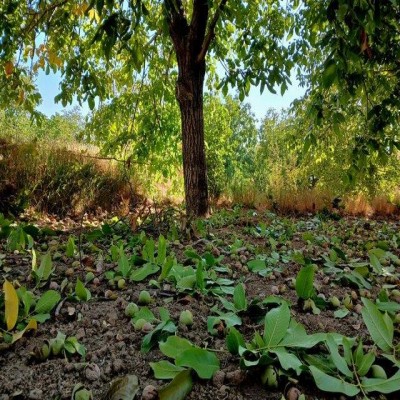 گردوی تویسرکان صاحب نشان تجاری اختصاصی می‌شود