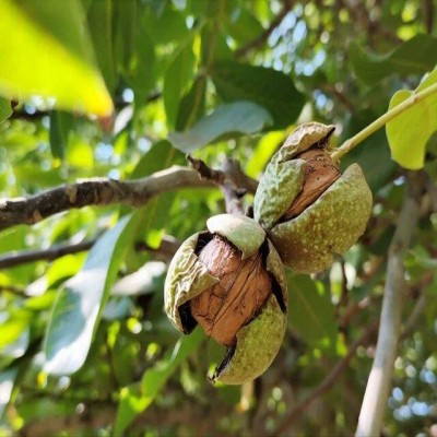 کردستان دومین تولیدکننده گردوی کشور شد