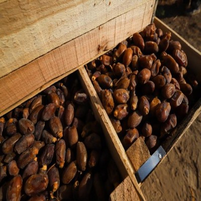 برداشت 330 تُن خرما از نخلستان‌های ایلام