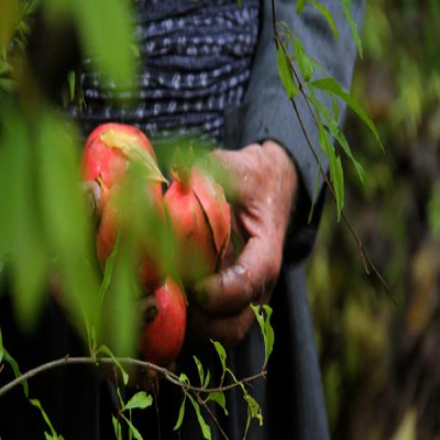 گردو و انار پاوه قابلیت صادرات به بازارهای اروپایی را دارند