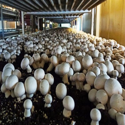 واحدهای پرورش قارچ همدان برای 357 نفر اشتغال‌زایی کردند