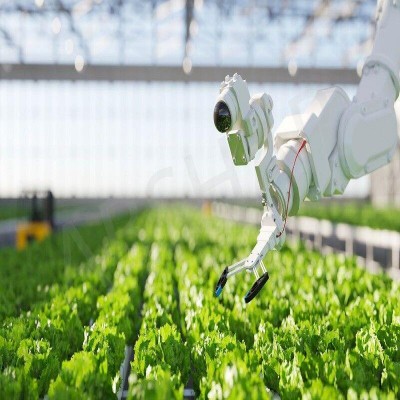 فعالیت 800 شرکت دانش‌بنیان در حوزه غذا و کشاورزی