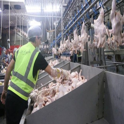 افزایش تولید مرغ در ایلام