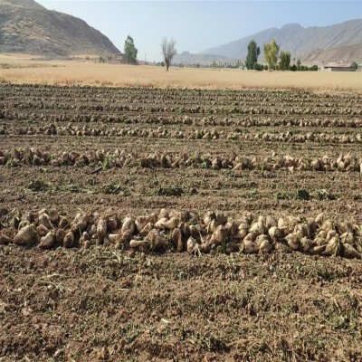 چغندر قند؛ طلای سفید کشاورزی کرمانشاه در آستانه جهش صنعتی