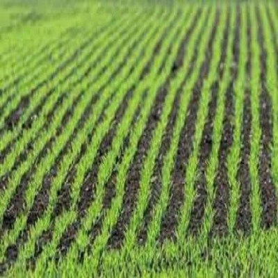 طرح جهش تولید در دیمزارهای ایلام کلید خورد