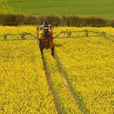 رونق کشت کلزا در دهلران با وجود چالش آبی