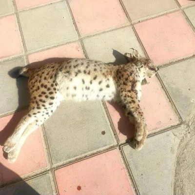 سیاه‌گوش در خطر انقراض، قربانی تصادف جاده‌ای در سنندج شد