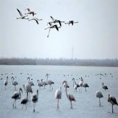 مهمانان گاوخونی و بختگان راهی میقان شدند