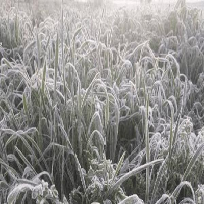 پرداخت 213 میلیارد تومان خسارت به کشاورزان ایلامی