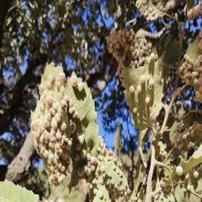 زنبور گال‌زا، تهدیدی خاموش برای زیست‌بوم زاگرس