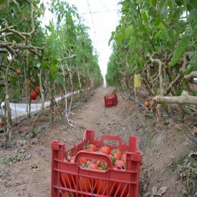 تولید سالانه 1560 تُن محصولات گلخانه‌ای در بهار