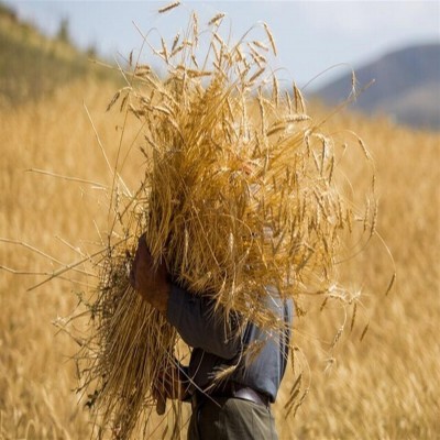 تمام مطالبات گندم‌کاران همدانی تسویه شد