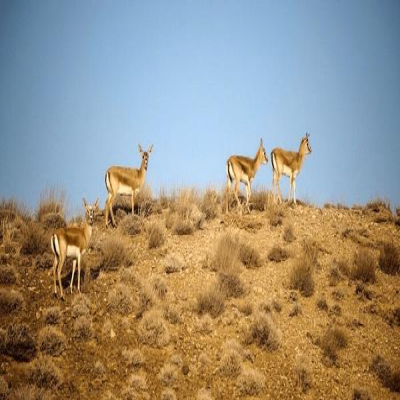 سرشماری 143 هزار هکتار زیستگاه حیات‌وحش ایلام آغاز شد