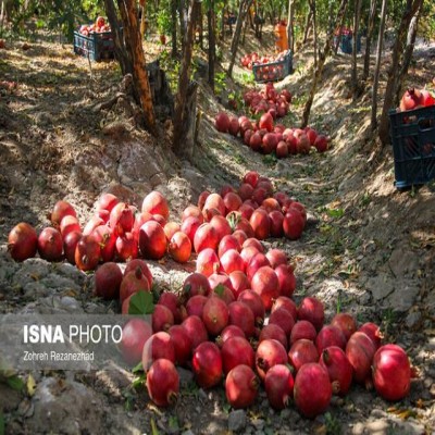 10 ایده فناورانه برتر ملی برای تحول زنجیره ارزش انار معرفی شد
