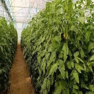 افزایش هزینه‌ها اجرای طرح‌های گلخانه‌ای ایلام را کُند کرده است