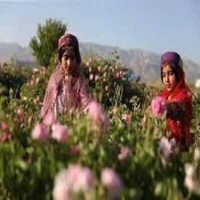 جشنواره گلاب‌گیری بانه ثبت ملی شد