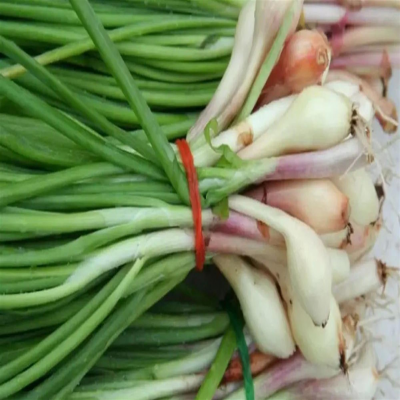 همدان سالانه 60 هزار سیر و موسیر روانه بازار می‌کند