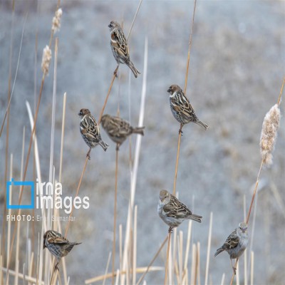 پایش زیستگاه‌های قصرشیرین علیه بیماری آنفلوآنزا در دستور کار دامپزشکی است