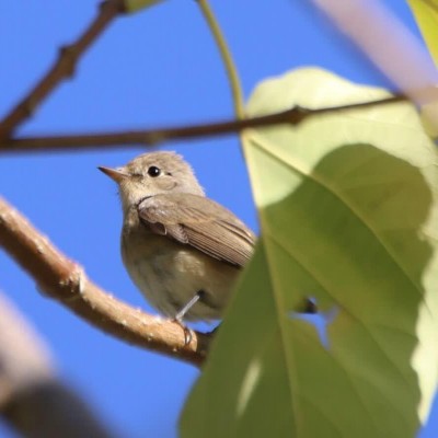 گونه مگس‌گیر سینه‌سرخ در کردستان ثبت شد