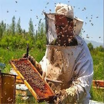 شیرینی اشتغال در کندوهای ایلام؛ فعالیت چهار هزار زنبوردار