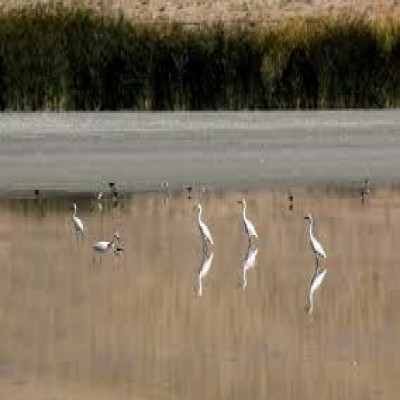 نقش تالاب‌ها در حفظ زیست‌بوم