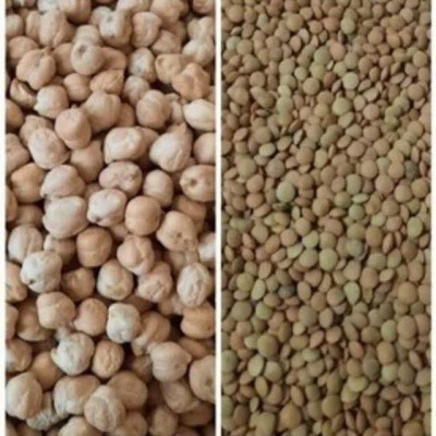 آغاز کشت حبوبات در اراضی دیم شهرستان دهلران