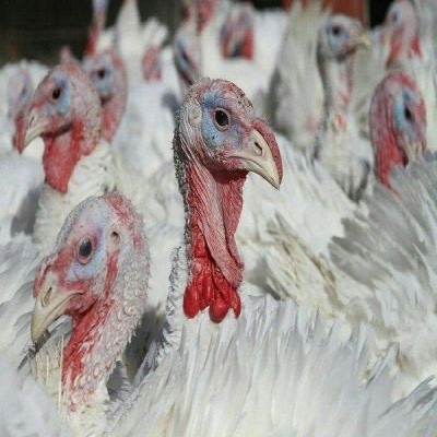 تولید سالیانه 342 تُن گوشت بوقلمون در بهار