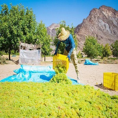 بانک کشاورزی پرونده ویژه‌ای برای حمایت از تاکستان‌داران باز کند