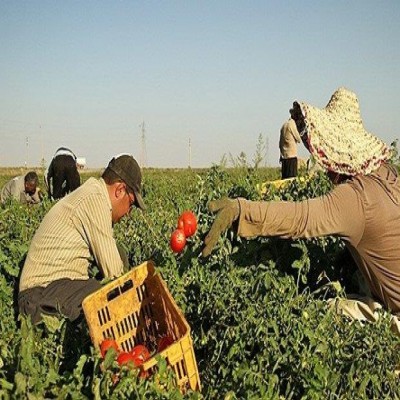 واحدهای صنایع تبدیلی مرکزی با کمتر از 50 درصد ظرفیت فعالیت دارند
