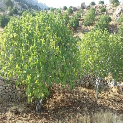 توسعه باغات دیم در زرین‌آباد دهلران