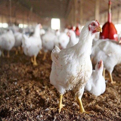 مرغ آرین، سلاح پدافندی در امنیت غذایی