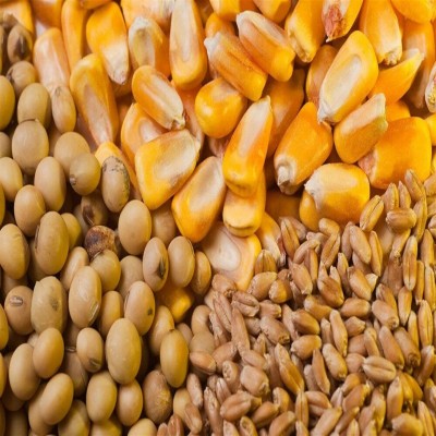 خرید 33 هزار تن نهاده توسط تولیدکنندگان دام و طیور استان مرکزی