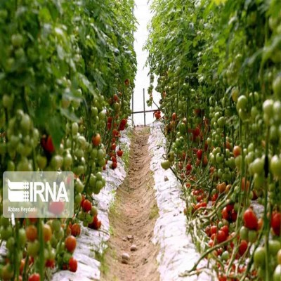 توسعه گلخانه‌ها، مسیر سبز رونق کشاورزی در استان مرکزی
