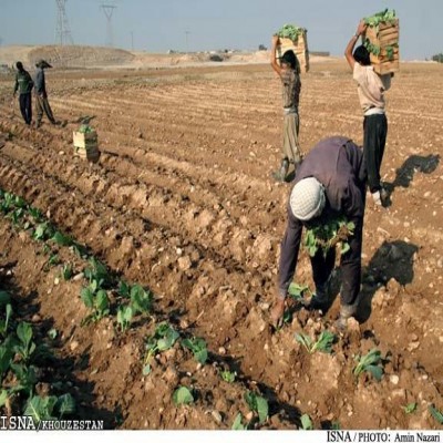کشت 1500 هکتار محصولات پاییزه در آبادان
