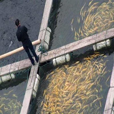 خوزستان در پرورش ماهیان گرمابی پیشرو است