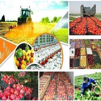 ضرورت اصلاح الگوی کشت و تقویت زنجیره‌های ارزش در کشاورزی خوزستان