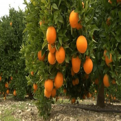 اختصاص بیش از 5800 هکتار از باغات دزفول به کشت مرکبات
