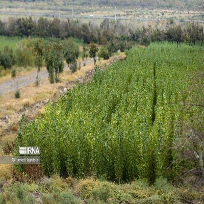 اجرای طرح بیابان‌زدایی حاشیه اهواز در راستای تثبیت اراضی بیابانی