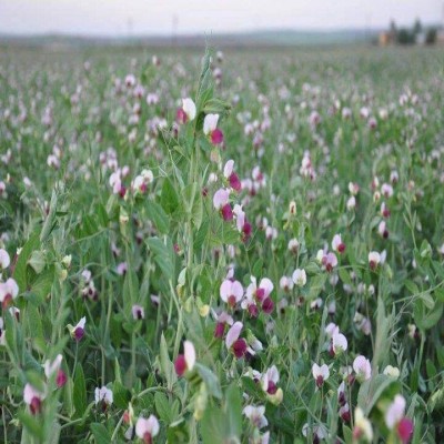کامیاران در مسیر تبدیل شدن به قطب تولید بذر نخود علوفه‌ای کردستان