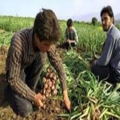 کشت 300 هکتار سیر قرمز در شهرستان بهار