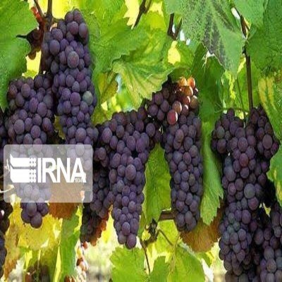 آغاز برداشت نخستین نوبرانه انگور کشور در قصرشیرین