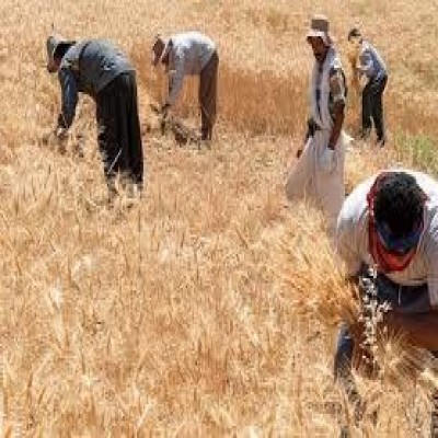 11 هزار میلیارد تومان به حساب گندمکاران واریز شد